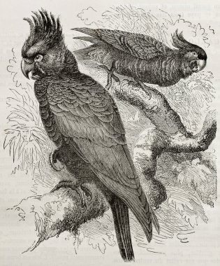 Callocephalon fimbriatum