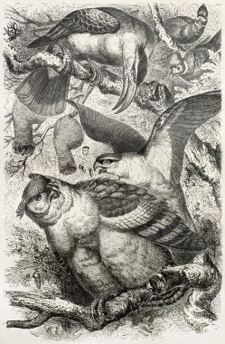 Greyish Eagle-owl clipart