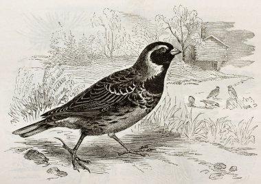 Lapland Longspur