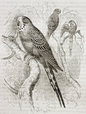 Melopsittacus undulatus
