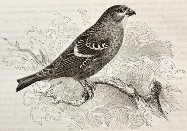 Pinicola enucleator