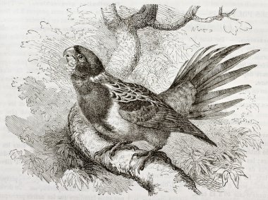 Platycercus eximius