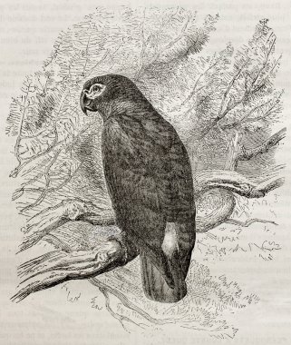 Psittacus erithacus
