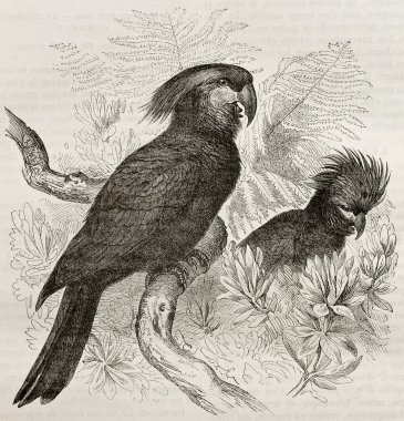 Probosciger aterrimus