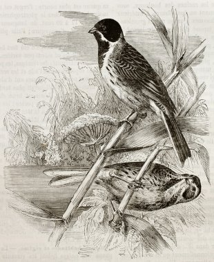 Reed Bunting clipart