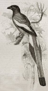 Kızılca treepie