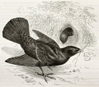 saten bowerbird