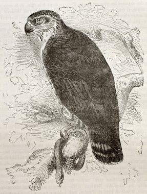 Short-toed Snake Eagle clipart