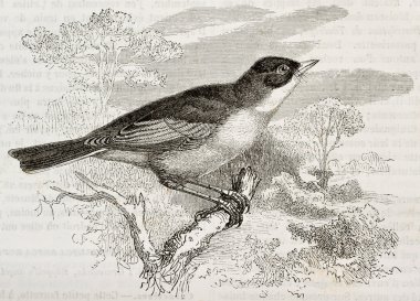 Bozkır ötleğeni