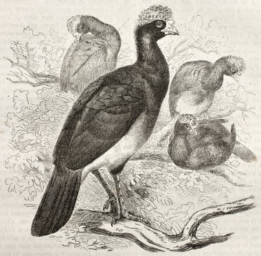 siyah curassow