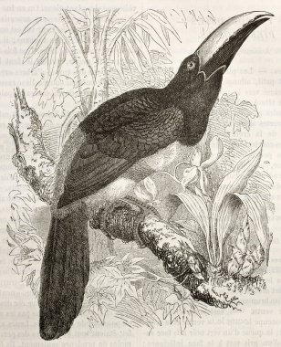 kara boyunlu aracari
