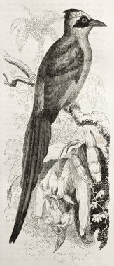 mavi tepeli motmot