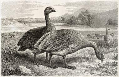 Cape Barren Goose clipart