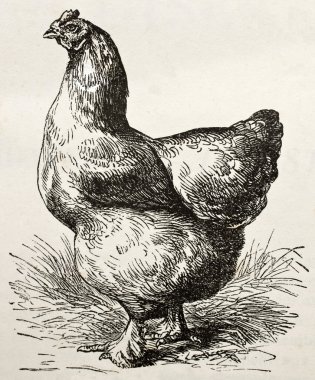 Cochin tavuğu
