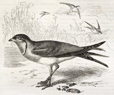 yakalı pratincole