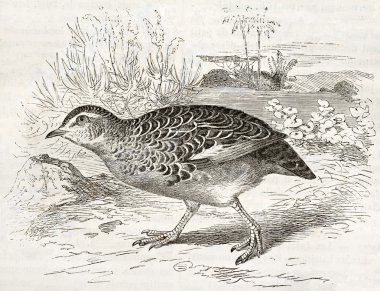 ortak buttonquail