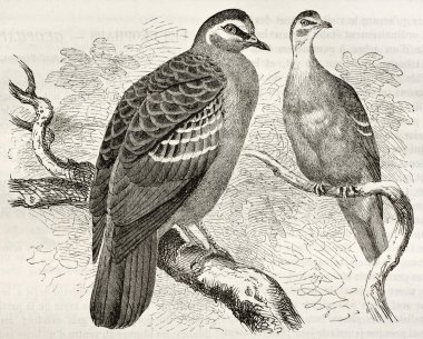 ortak bronzewing