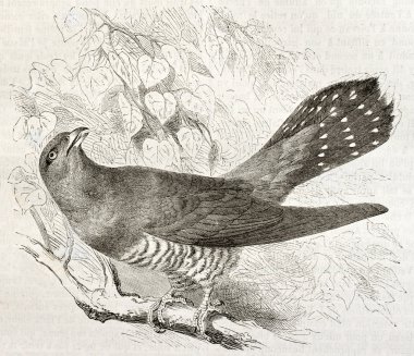 Bayağı guguk