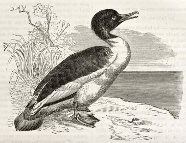 ortak merganser