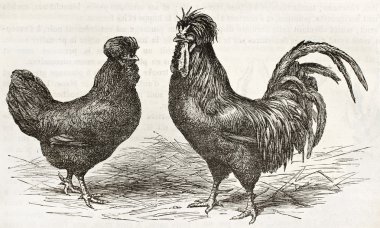 CREVECOEUR
