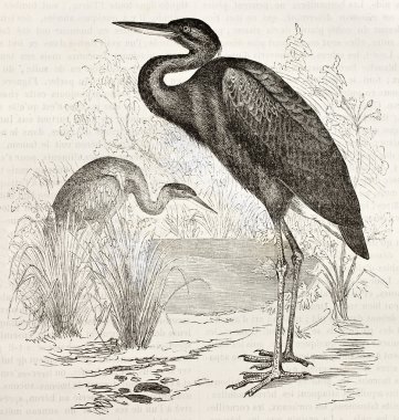 Goliath balıkçıl