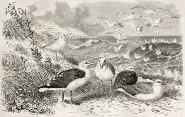 Büyük Siyah Arkalı Martı