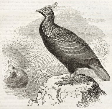 Himalayan Monal