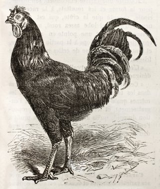 La fleche tavuk bis