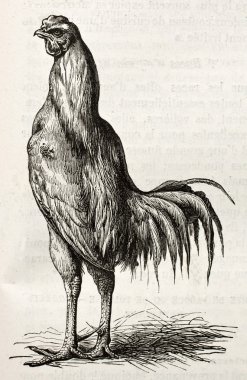 Malay tavuk
