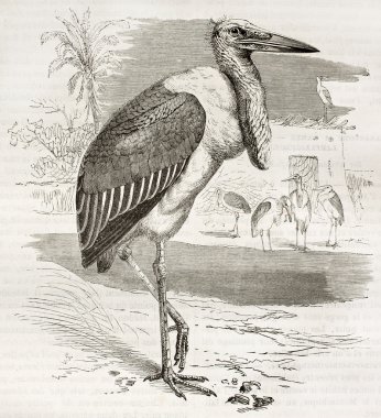Marabou Stork clipart