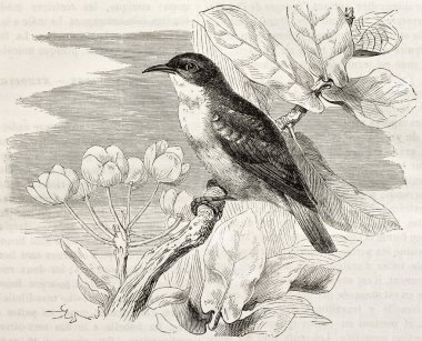 Nil Vadisi sunbird