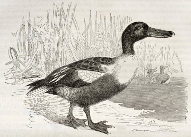 Bayağı kaşıkgaga