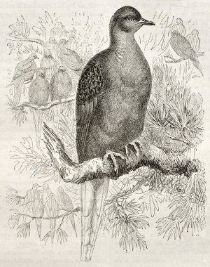 Passenger Pigeon clipart