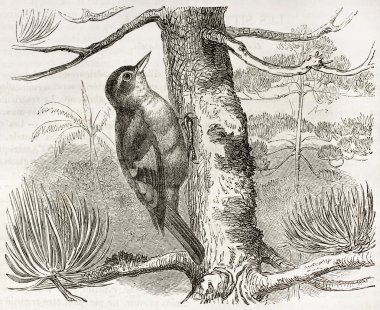 Rufous-tailed Xenops