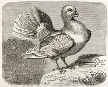 Shaker Pigeon clipart