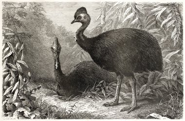 Güney cassowary