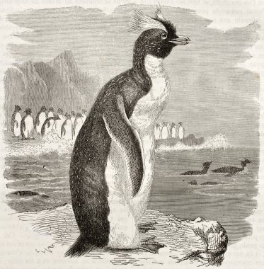 Güney rockhopper penguen