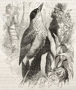 düz gagalı woodcreeper