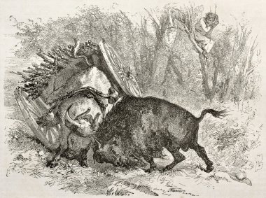 boğa ve mücadele buffalo