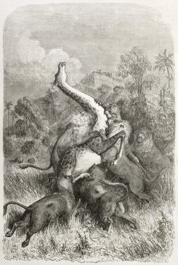 Aslan saldırısı