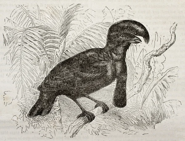Amazonian Umbrellabird — Stock Photo, Image