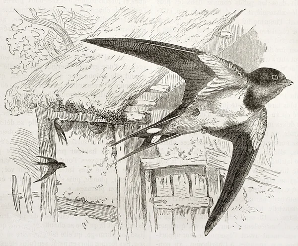 Barn Swallow — Stock Photo, Image