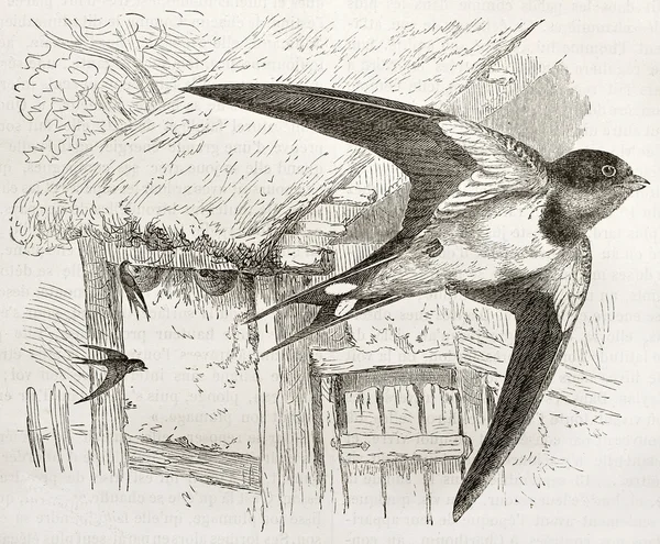 Barn swallow — Zdjęcie stockowe