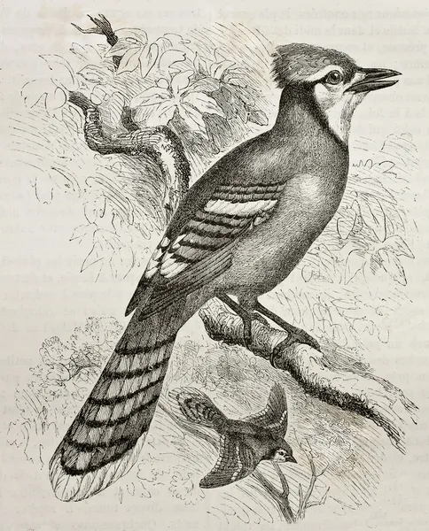 Blue jay — Zdjęcie stockowe