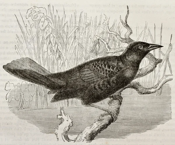 Łódź ogoniasty grackle — Zdjęcie stockowe