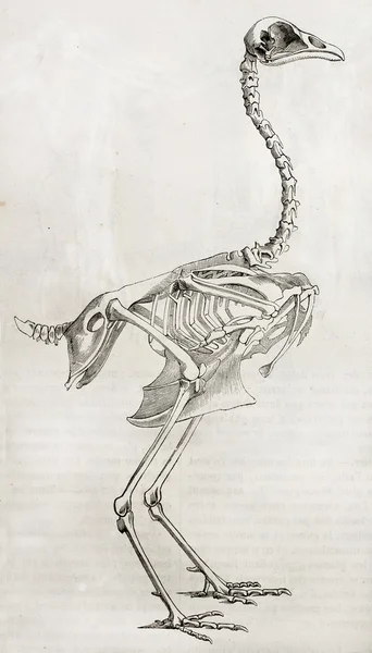 Скелет петуха — стоковое фото