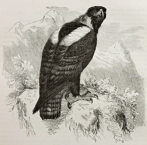 У Імперського орла — стокове фото