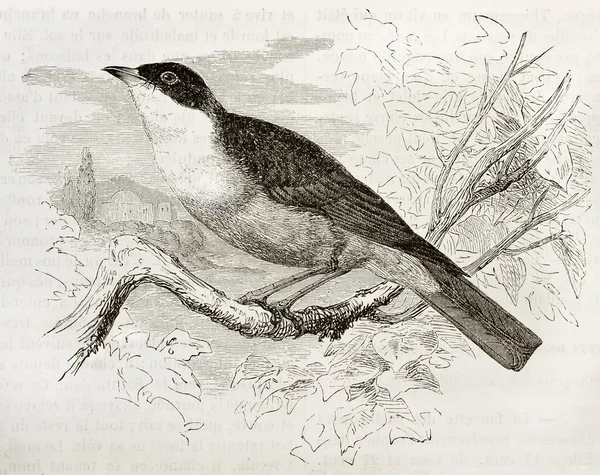 Ανατολική orphean ωδικό πτηνό — Φωτογραφία Αρχείου