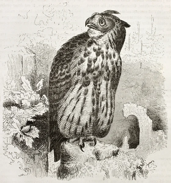 Eurasian Eagle-owl — Stock Photo, Image