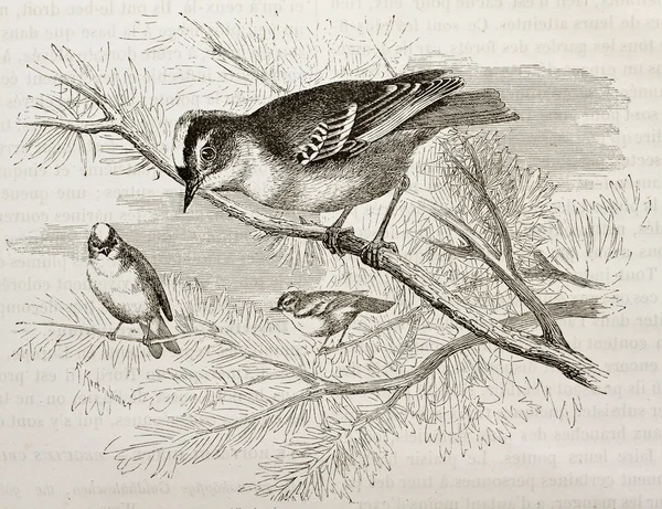 Goldcrest — Φωτογραφία Αρχείου